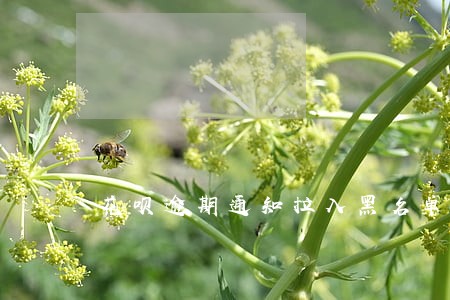 花呗逾期通知拉入黑名单怎么办 花呗逾期通知拉入黑名单怎么办