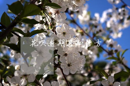 花呗逾期通知警方 花呗逾期通知警方