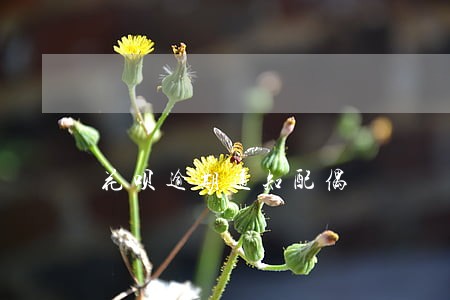 花呗逾期通知配偶 花呗逾期通知配偶