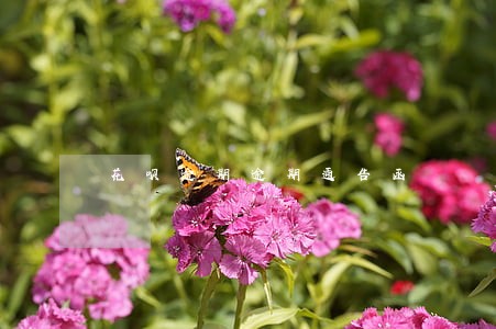 花呗逾期逾期通告函 花呗逾期逾期通告函