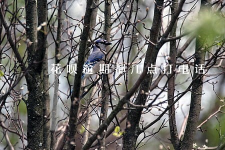 花呗逾期都几点打电话 花呗逾期都几点打电话