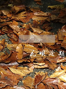 花呗逾期释放证明