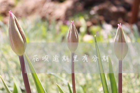 花呗逾期里有分期