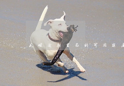 花呗逾期里面的可用额度能用吗 花呗逾期里面的可用额度能用吗
