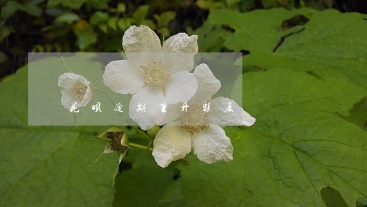 花呗逾期重开额度 花呗逾期重开额度