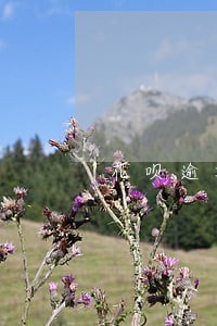 花呗逾期重新换手机号 花呗逾期重新换手机号