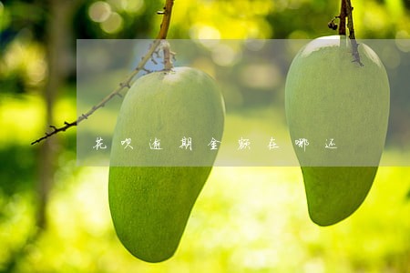花呗逾期金额在哪还 花呗逾期金额在哪还