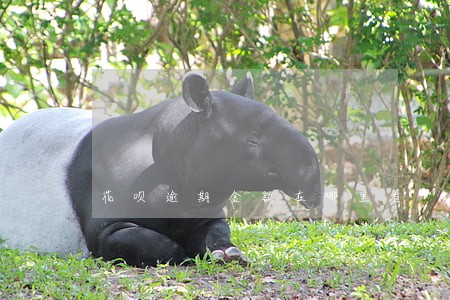 花呗逾期金额在哪里看 花呗逾期金额在哪里看