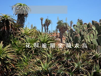 花呗逾期金额太高 花呗逾期金额太高