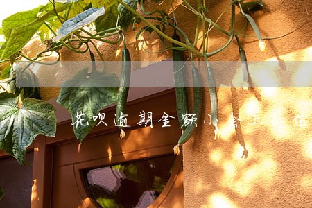 花呗逾期金额小会上征信吗 花呗逾期金额小会上征信吗