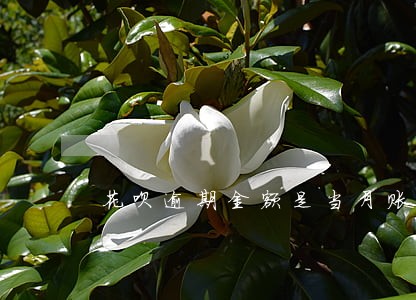 花呗逾期金额是当月账单算吗 花呗逾期金额是当月账单算吗