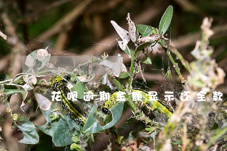 花呗逾期金额显示还全款 花呗逾期金额显示还全款