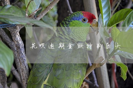 花呗逾期金额特别巨大 花呗逾期金额特别巨大