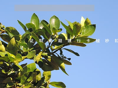 花呗逾期银行卡被秒扣