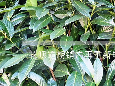 花呗逾期销户再重新申请可以吗 花呗逾期销户再重新申请可以吗
