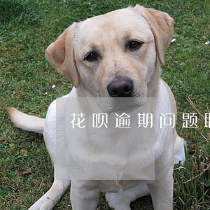 花呗逾期问题联系谁 花呗逾期问题联系谁