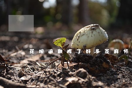 花呗逾期降了好多芝麻分 花呗逾期降了好多芝麻分
