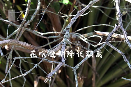 花呗逾期降低额度 花呗逾期降低额度