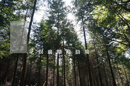 花呗逾期降额度 花呗逾期降额度