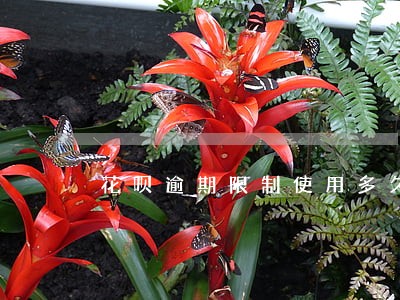 花呗逾期限制使用多久才会恢复 花呗逾期限制使用多久才会恢复