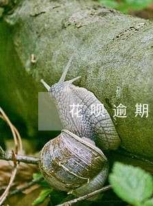 花呗逾期限制坐公共交通 花呗逾期限制坐公共交通