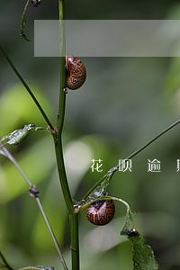 花呗逾期限制消费什么意思 花呗逾期限制消费什么意思