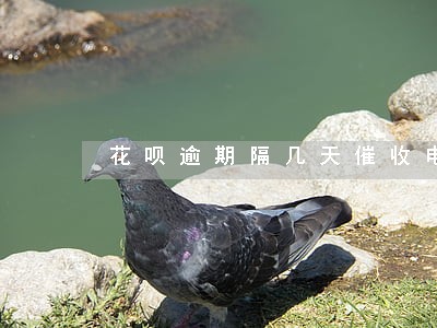 花呗逾期隔几天催收电话 花呗逾期隔几天催收电话