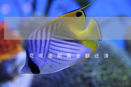 花呗逾期需全额还清 花呗逾期需全额还清