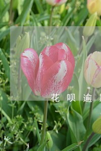 花呗逾期需去银行还吗 花呗逾期需去银行还吗