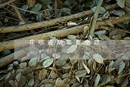 花呗逾期需要全款 花呗逾期需要全款