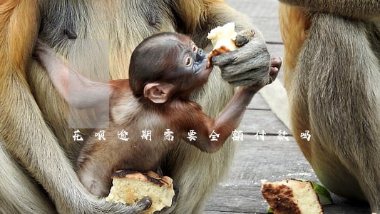 花呗逾期需要全额付款吗