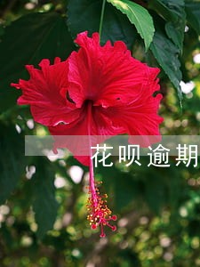 花呗逾期页面怎么显示 花呗逾期页面怎么显示