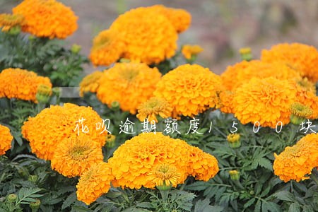 花呗逾期额度1500块 花呗逾期额度1500块