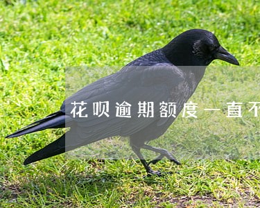 花呗逾期额度一直不提 花呗逾期额度一直不提