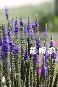 花呗逾期额度从来没涨