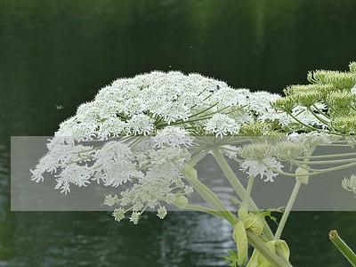 花呗逾期额度会下调么