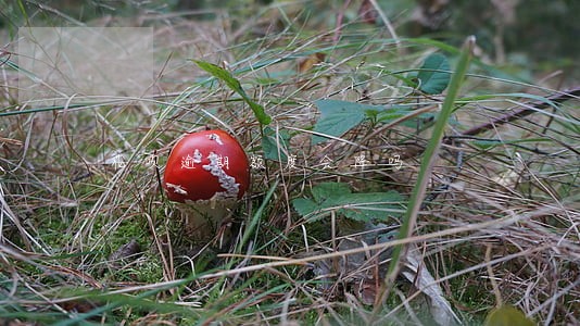 花呗逾期额度会降吗