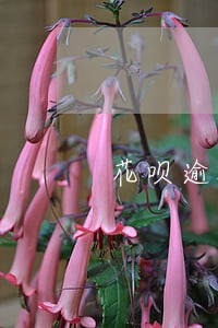 花呗逾期额度怎么恢复正常 花呗逾期额度怎么恢复正常