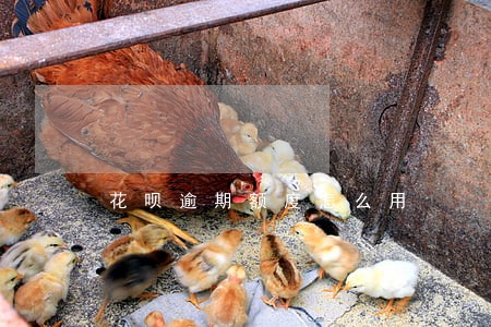 花呗逾期额度怎么用