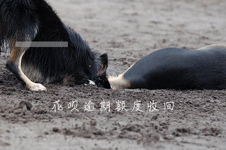 花呗逾期额度收回 花呗逾期额度收回
