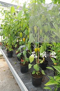 花呗逾期额度还能用吗
