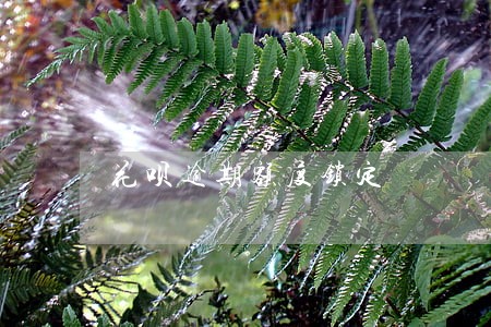 花呗逾期额度锁定