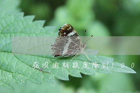 花呗逾期额度降到1000 花呗逾期额度降到1000