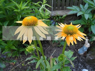 花呗逾期黑名单怎么消除 花呗逾期黑名单怎么消除