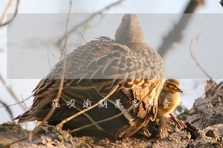 花呗逾期黑名单查询 花呗逾期黑名单查询