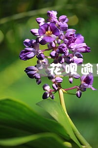 花呗逾期黑猫投诉 花呗逾期黑猫投诉