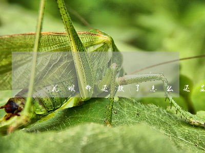 花呗都还款了怎么还显示有逾期 花呗都还款了怎么还显示有逾期