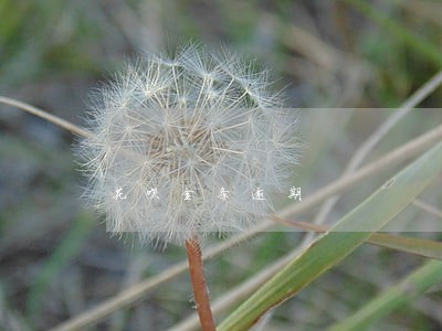 花呗金条逾期 花呗金条逾期