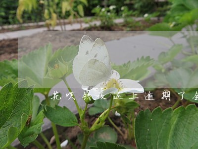 花呗钱没还上逾期了会有什么后果 花呗钱没还上逾期了会有什么后果