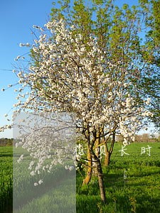 花呗长时间逾期上征信吗 花呗长时间逾期上征信吗
